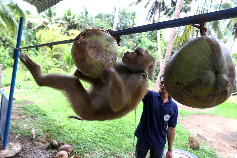 Nirun Wongwanich, 52, a monkey trainer, trains a monkey during a training session at a monkey school for coconut harvest in Surat Thani province. Credits: Reuters Photo