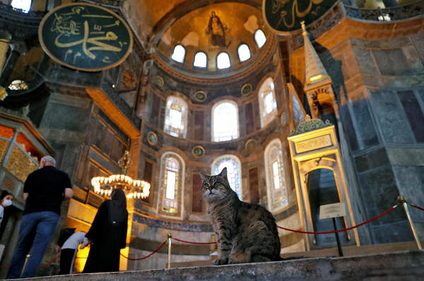 Gli the cat of Hagia Sophia or Ayasofya is pictured in Istanbul. Credit: Reuters