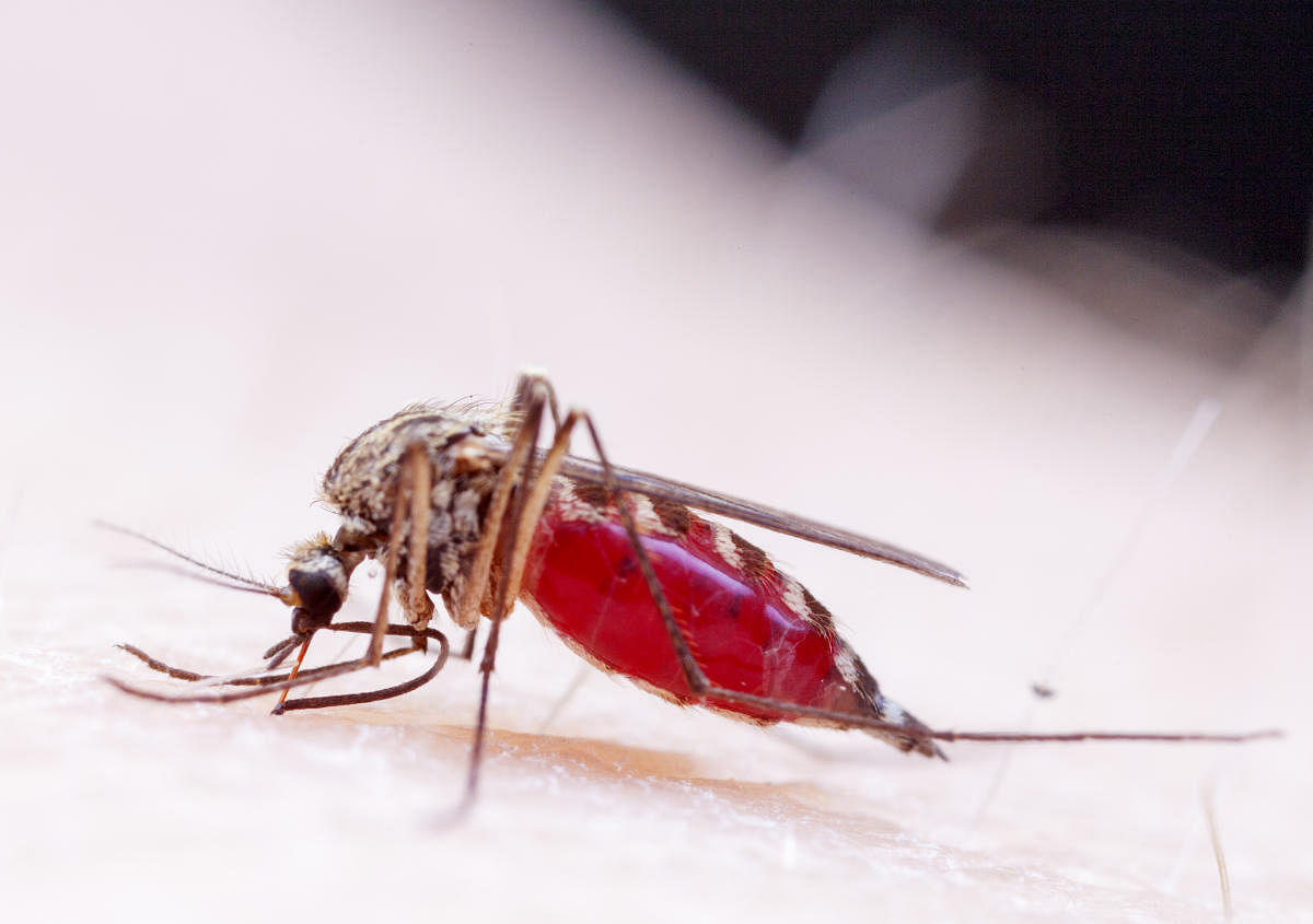 Close-up view of a mosquito sucking blood out of a hapless human. Credit: iStock Photo