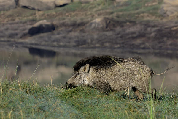 Wild boar. Credit: DH File Photo