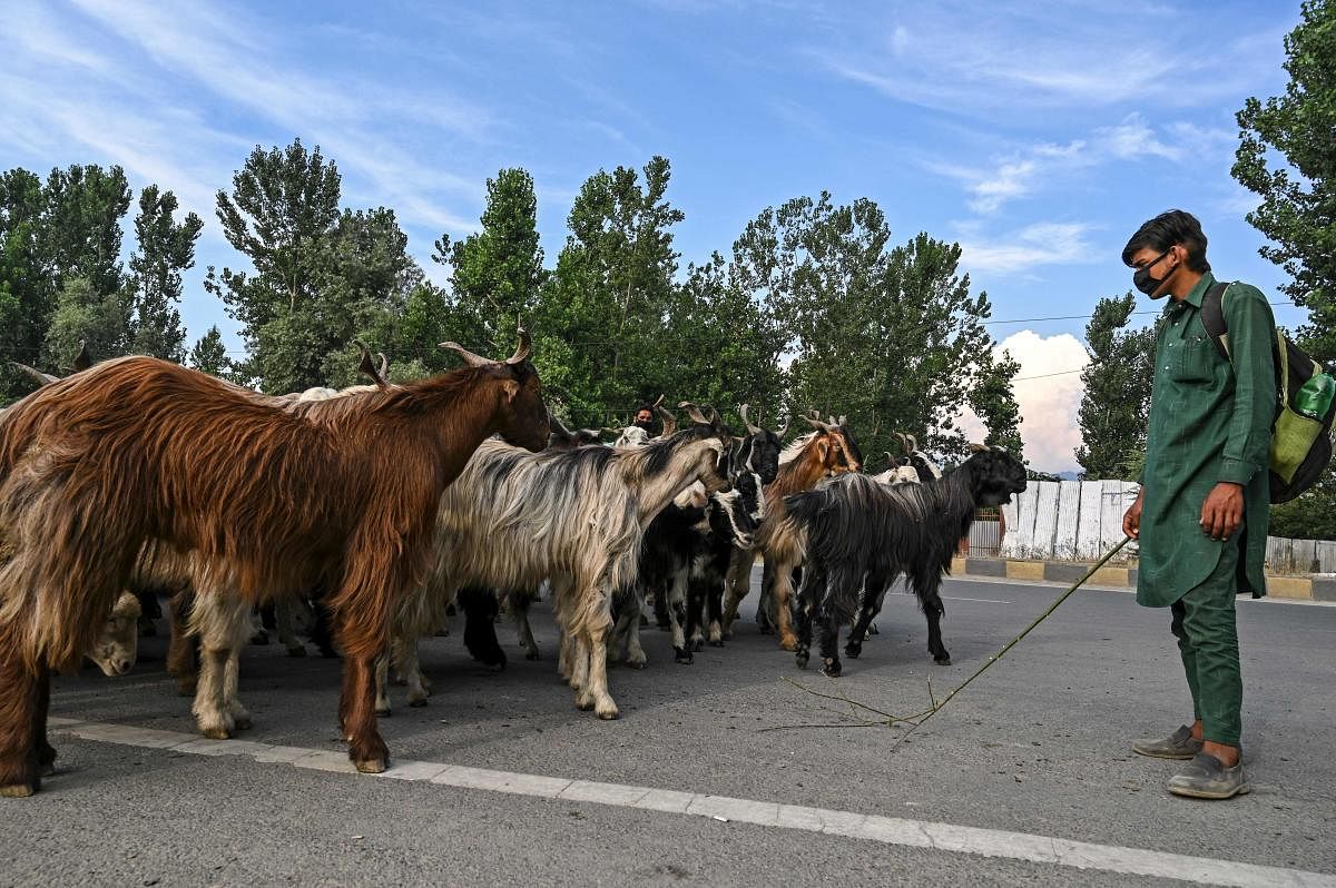 A livestock vendor gathers goats on sale on a road ahead of the Muslim festival of Eid al-Adha or the 'Festival of Sacrifice' in Srinagar on July 24, 2020.  Credit: AFP Photo