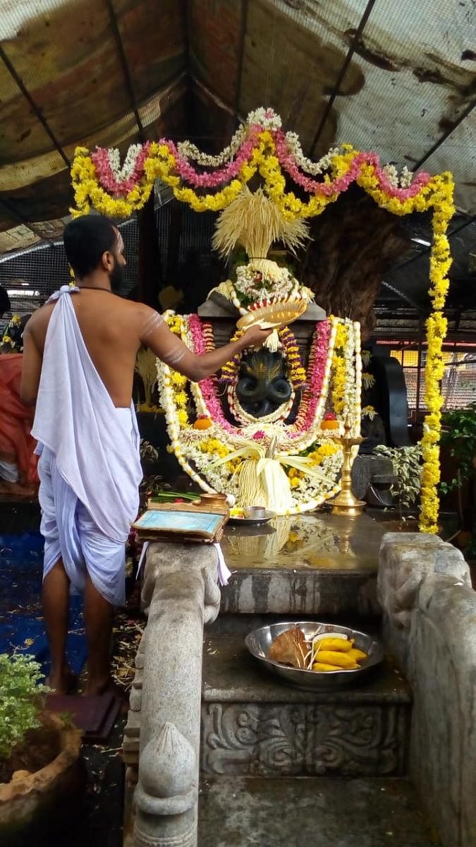 A priest offers puja at Naga Bana in Sri Kalikamba Vinayaka Temple in Mangaluru.