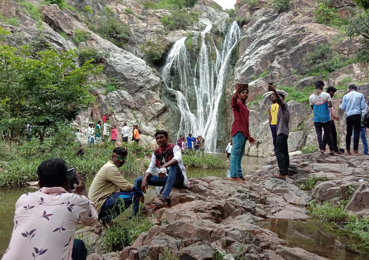 The Najarapur Falls in Gurumatkal taluk, Yadgir district, comes alive following the copious rain in the region for the past one week.