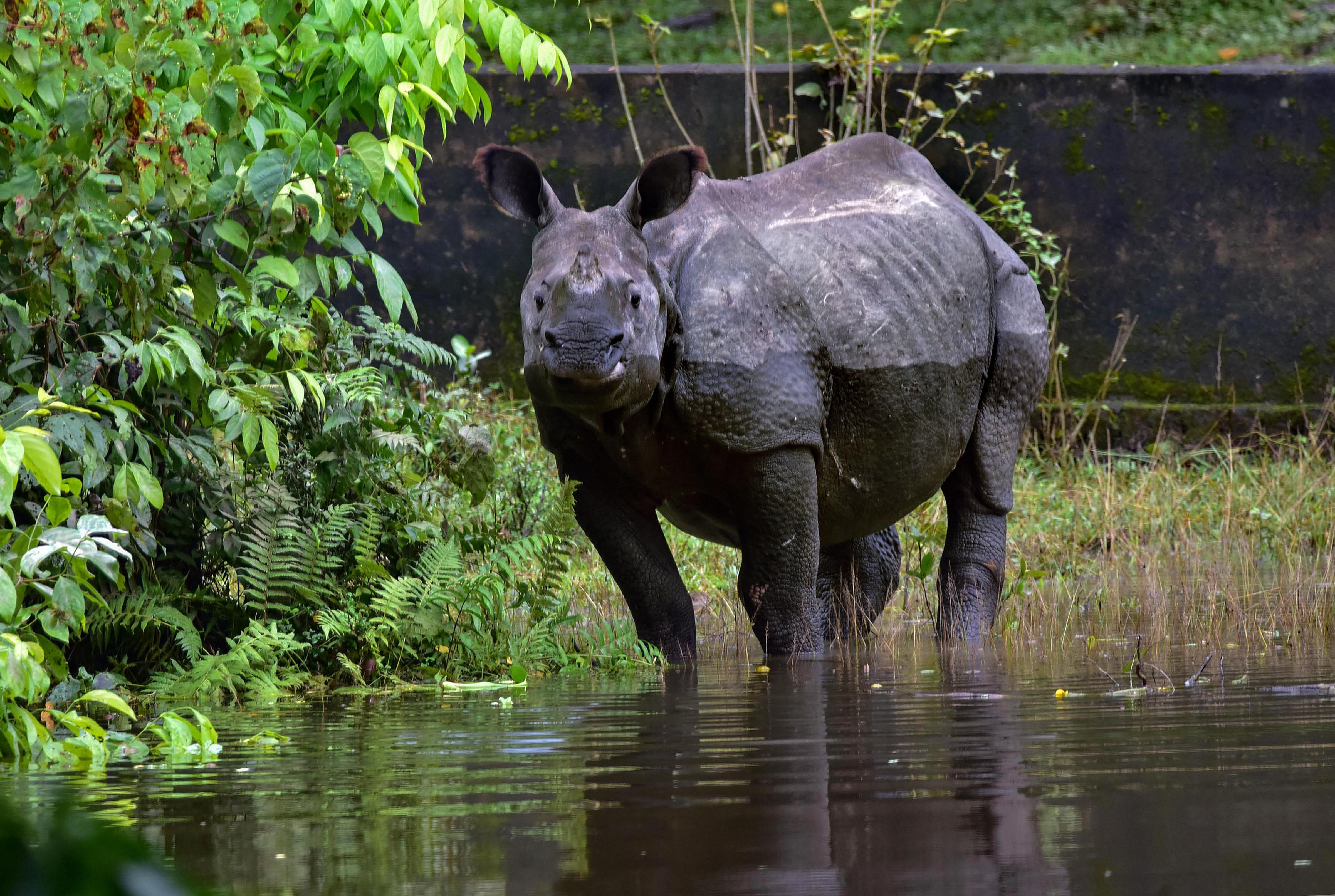 A rhino takes shelter at a higher land in the flood-hit Kaziranga National Park in Nagaon district of Assam, Thursday, July 16, 2020. Credit: PTI Photo