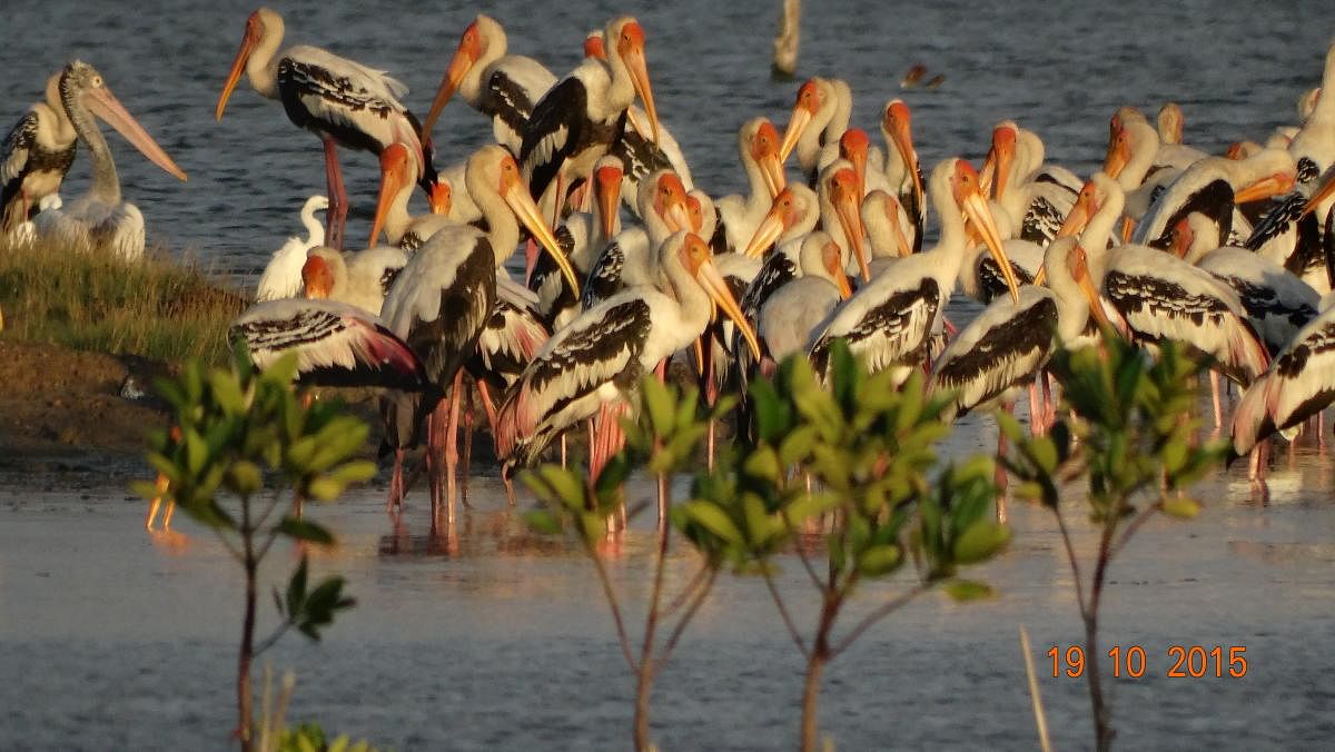 Pulicat Lake. Photo courtesyMeerasa Silar, Centre forResearch on NewInternational Economic Order