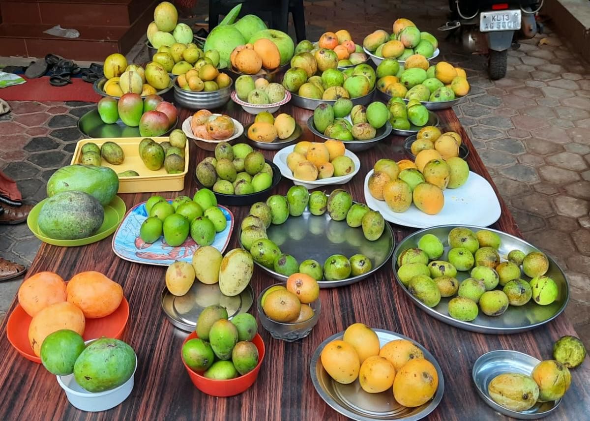 Varieties of mangoes at Kannapuram in Kannur district in Kerala.