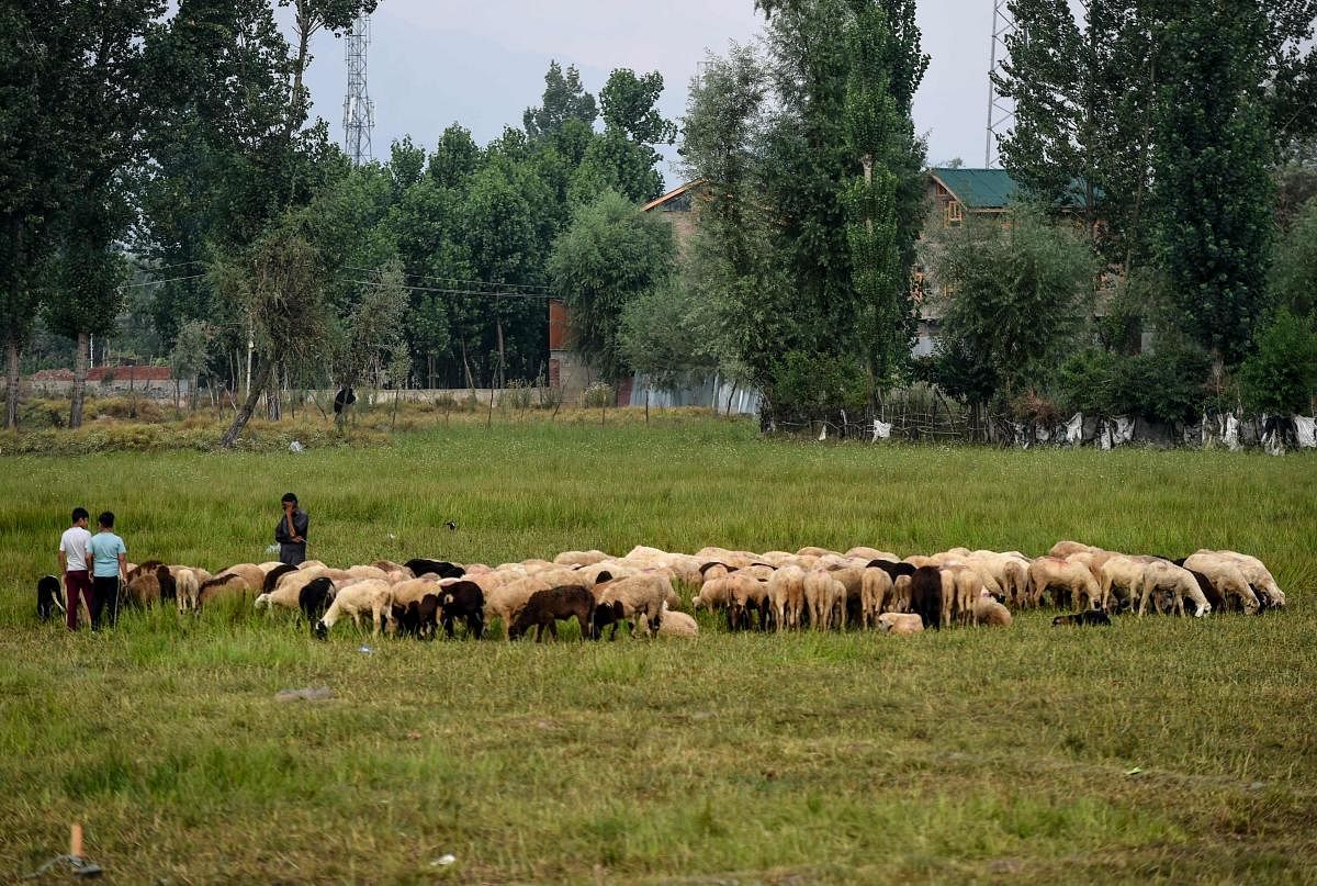 The novel coronavirus pandemic has hit businesses and people who could afford four goats till last year do not have enough money to buy even one this Eid, says a buyer. Credit: AFP Photo