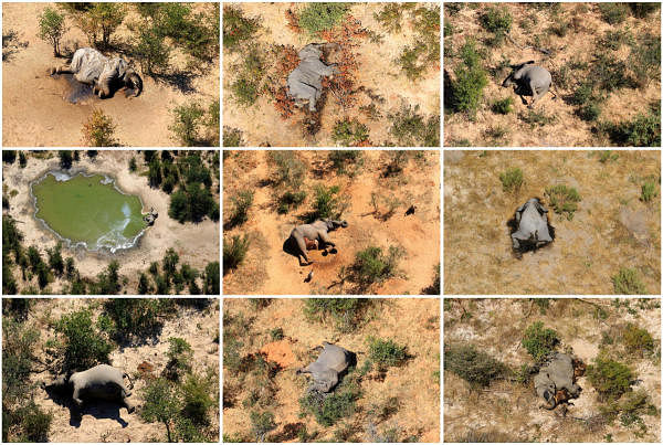 A combination photo shows dead elephants in Okavango Delta, Botswana. Credit: Reuters Photo