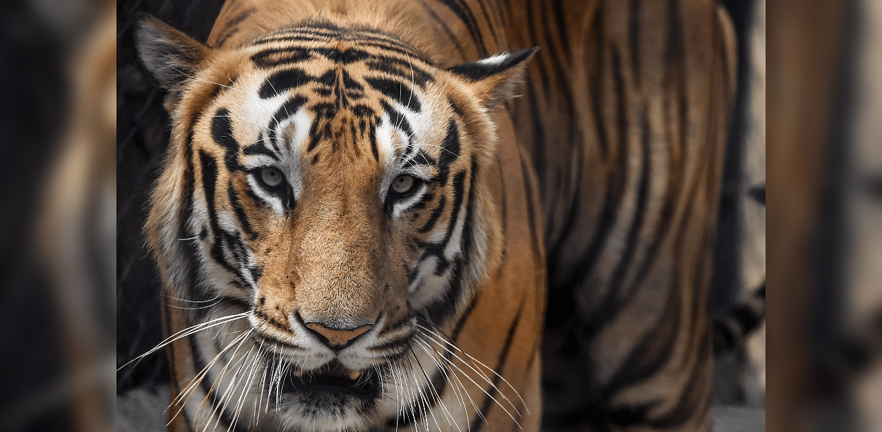 Bengal tiger at Alipore zoo in Kolkata. Credit: AFP Photo
