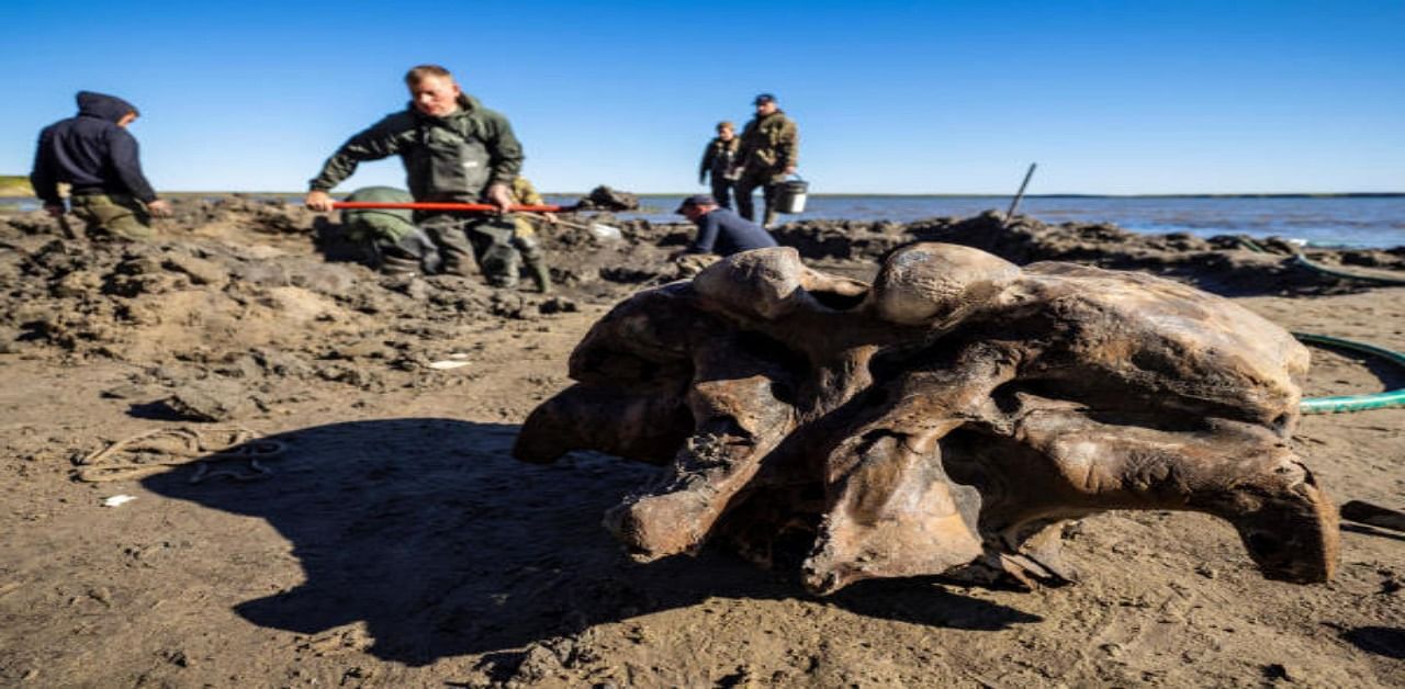 Specialists discover mammoth bones along the shore of Pechevalavato Lake in the Yamalo-Nenets autonomous district, Russia. Credit: Reuters Photo