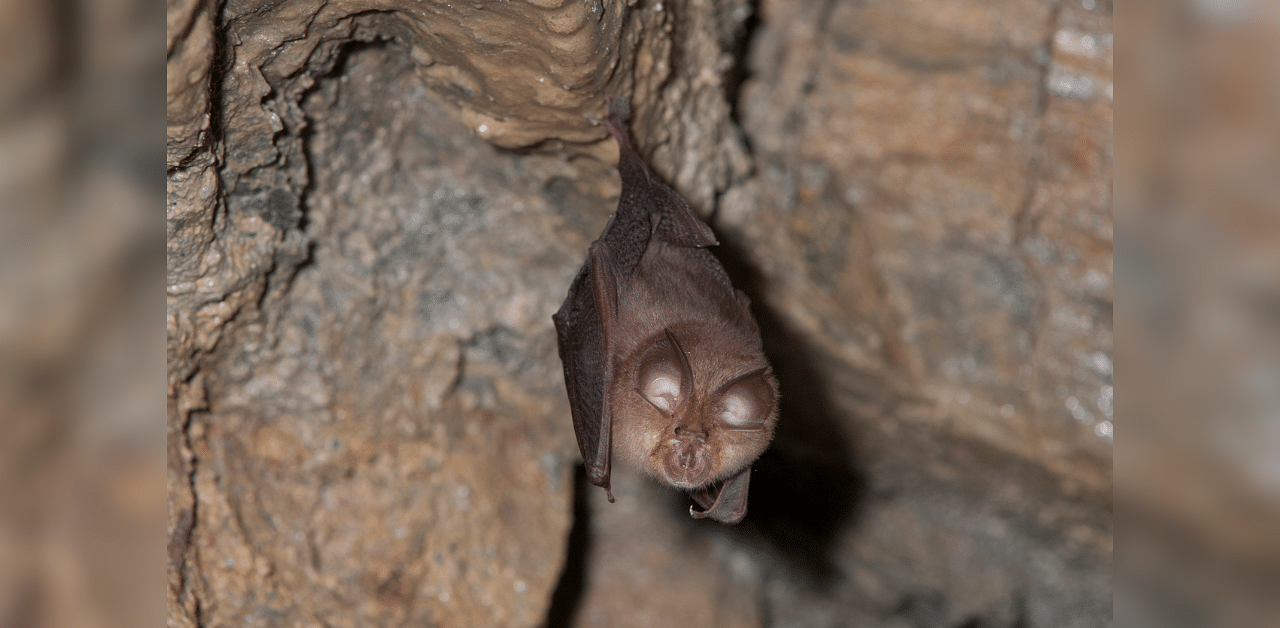 Horseshoe bats are the most plausible origin of the SARS-CoV-2 pathogen, researchers said. Credit: iStock