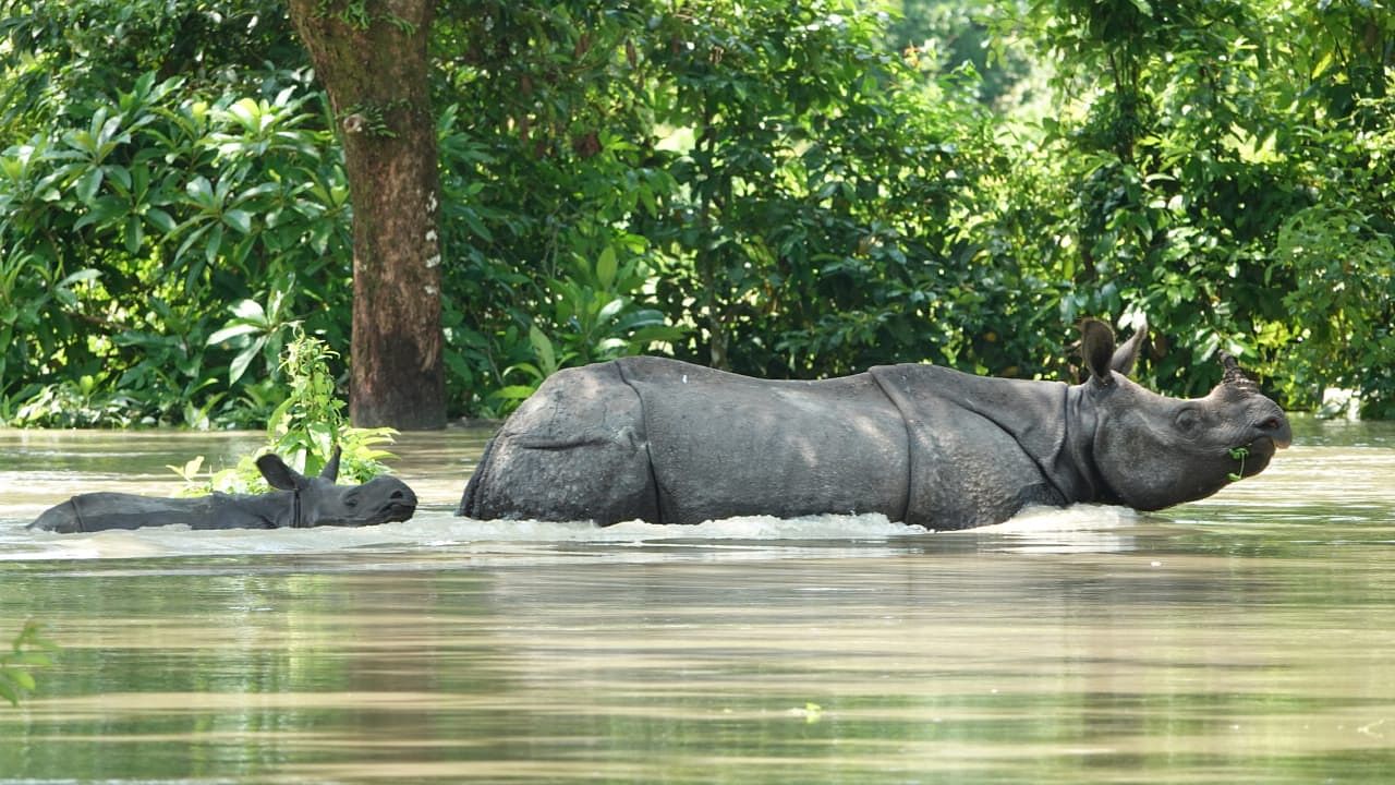 Rhinos in flood-hit Kaziranga National Park. Credit: KNP