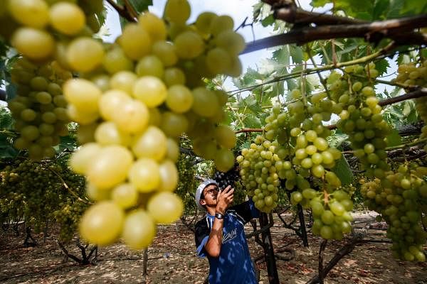 A young farmer collects grapes during the harvest at a vineyard. Credit: AFP