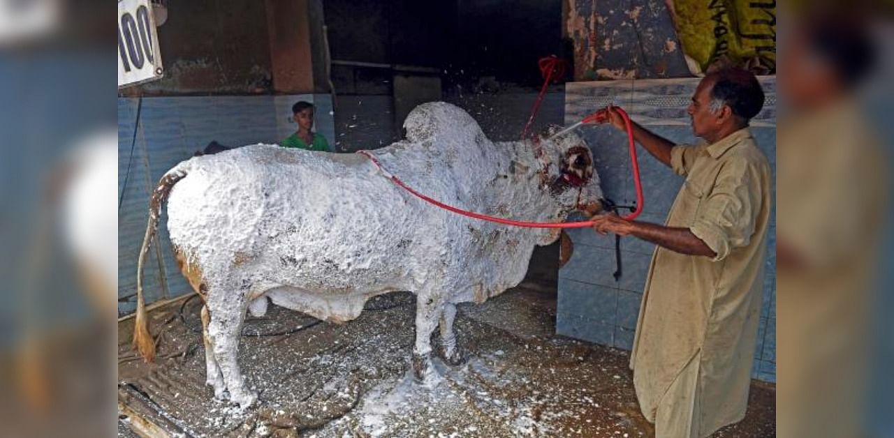 Sheikh Sagheer showers foam on a cow before washing it at his car service station ahead of the Muslim festival Eid al-Adha. Credit: AFP