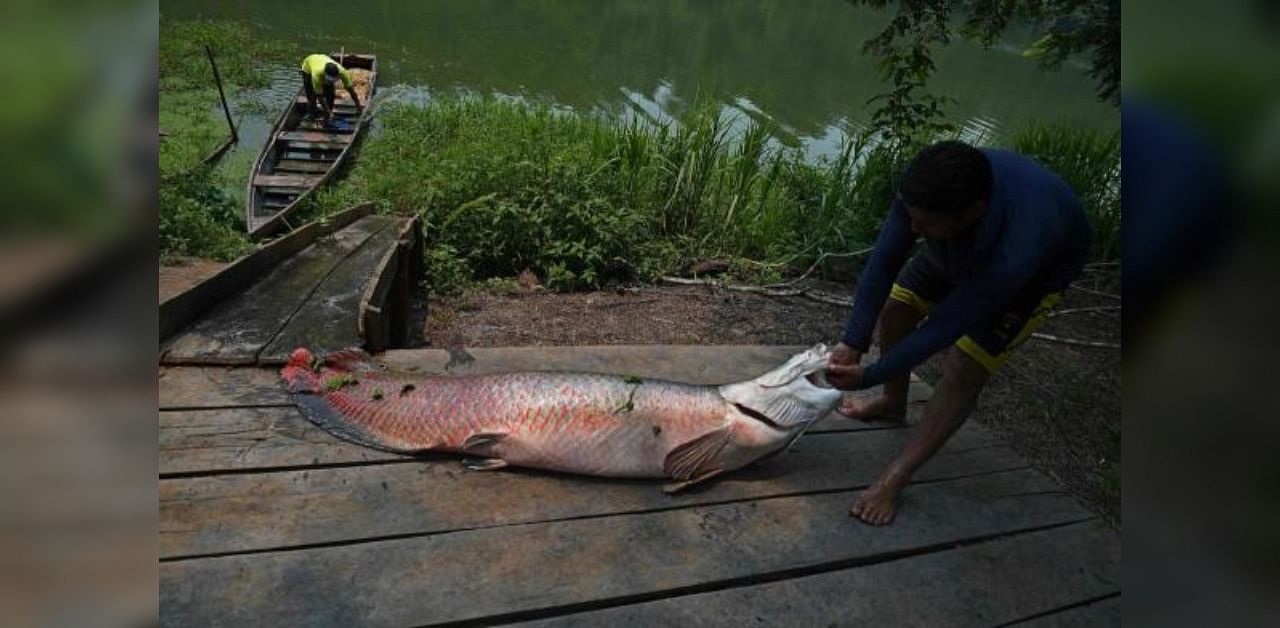 Almost a third of the fish in the Brazilian state of Amapá have dangerous mercury levels for human consumption due to illegal mining activities in that Amazon region. Credit: AFP