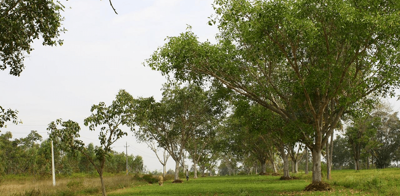 Representative image/Credit: Dhanya Bhaskar