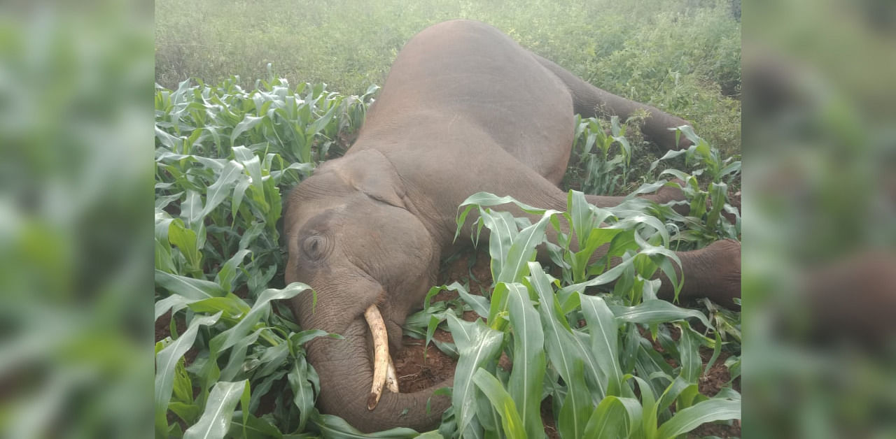 A male elephant was found dead in a maize field. DH Photo