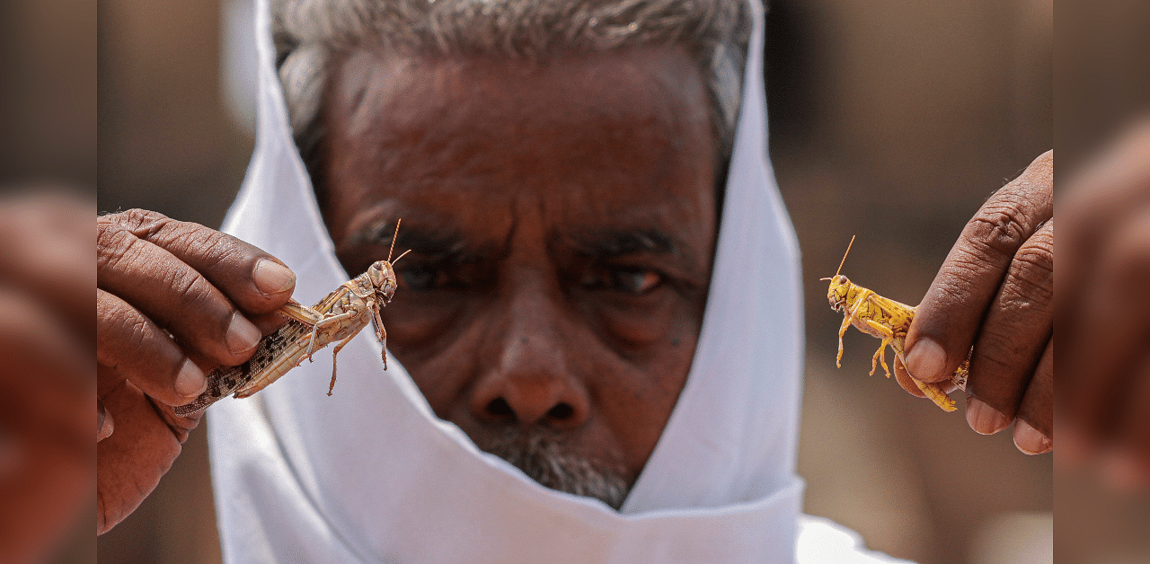  A man holds locusts, during the total lockdown imposed by the state government for three consecutive days, in Lucknow. Credits: PTI Photo