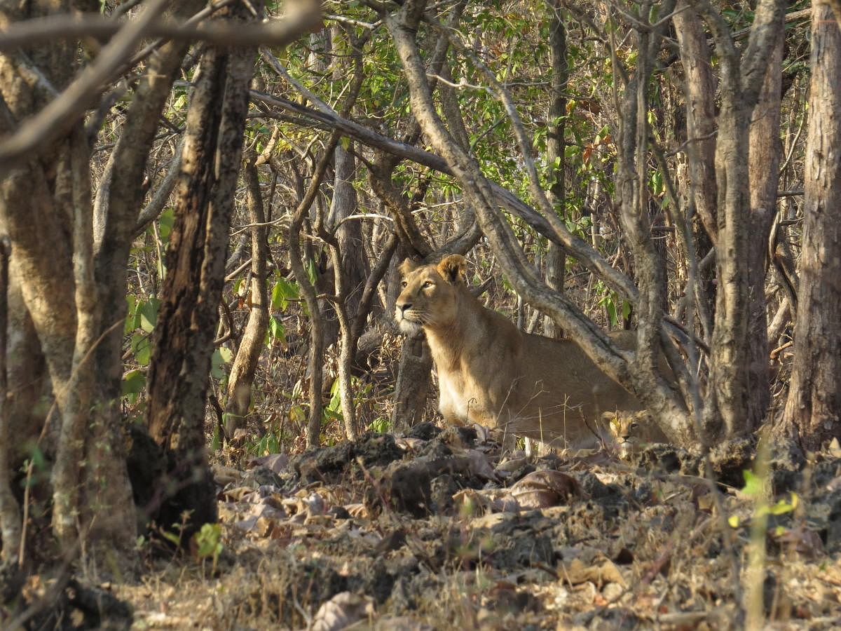 Gir lions (pic courtesy: WII)