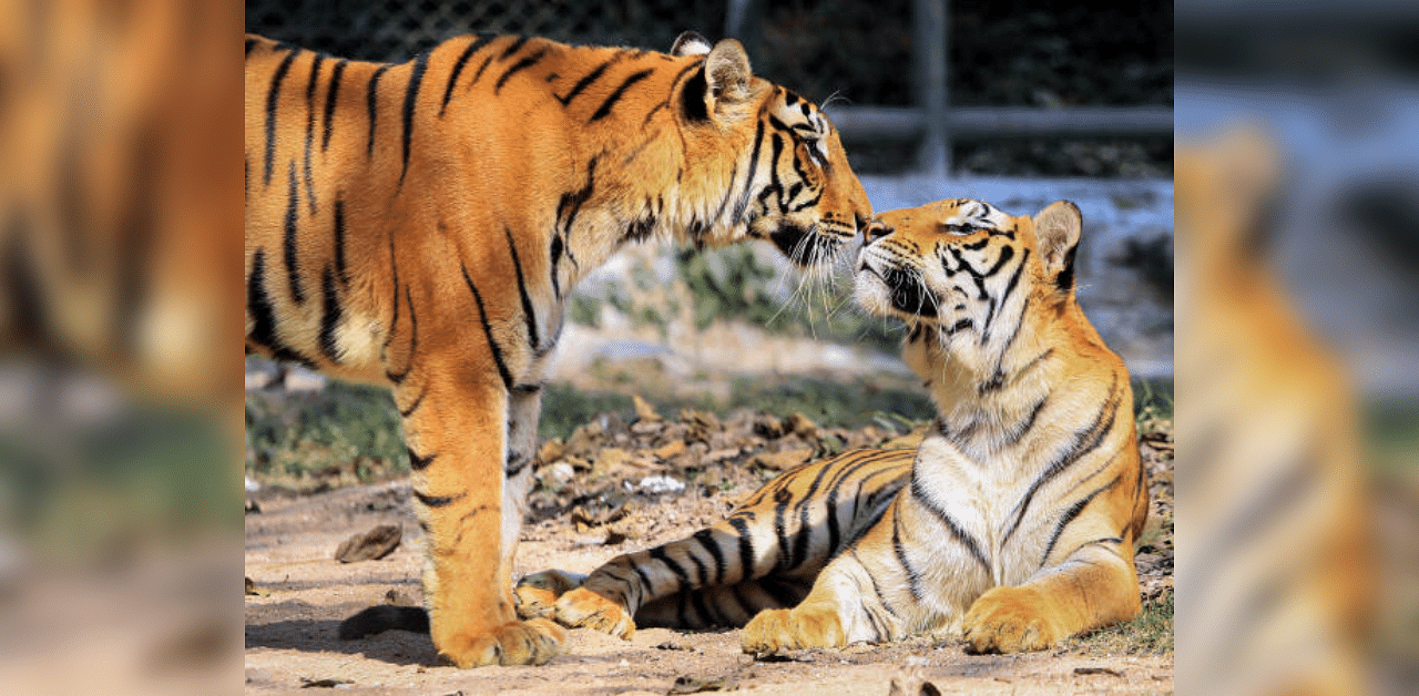 A pair of Royal Bengal tigers soak the sun on a cold winter afternoon. Credit: PTI Photo