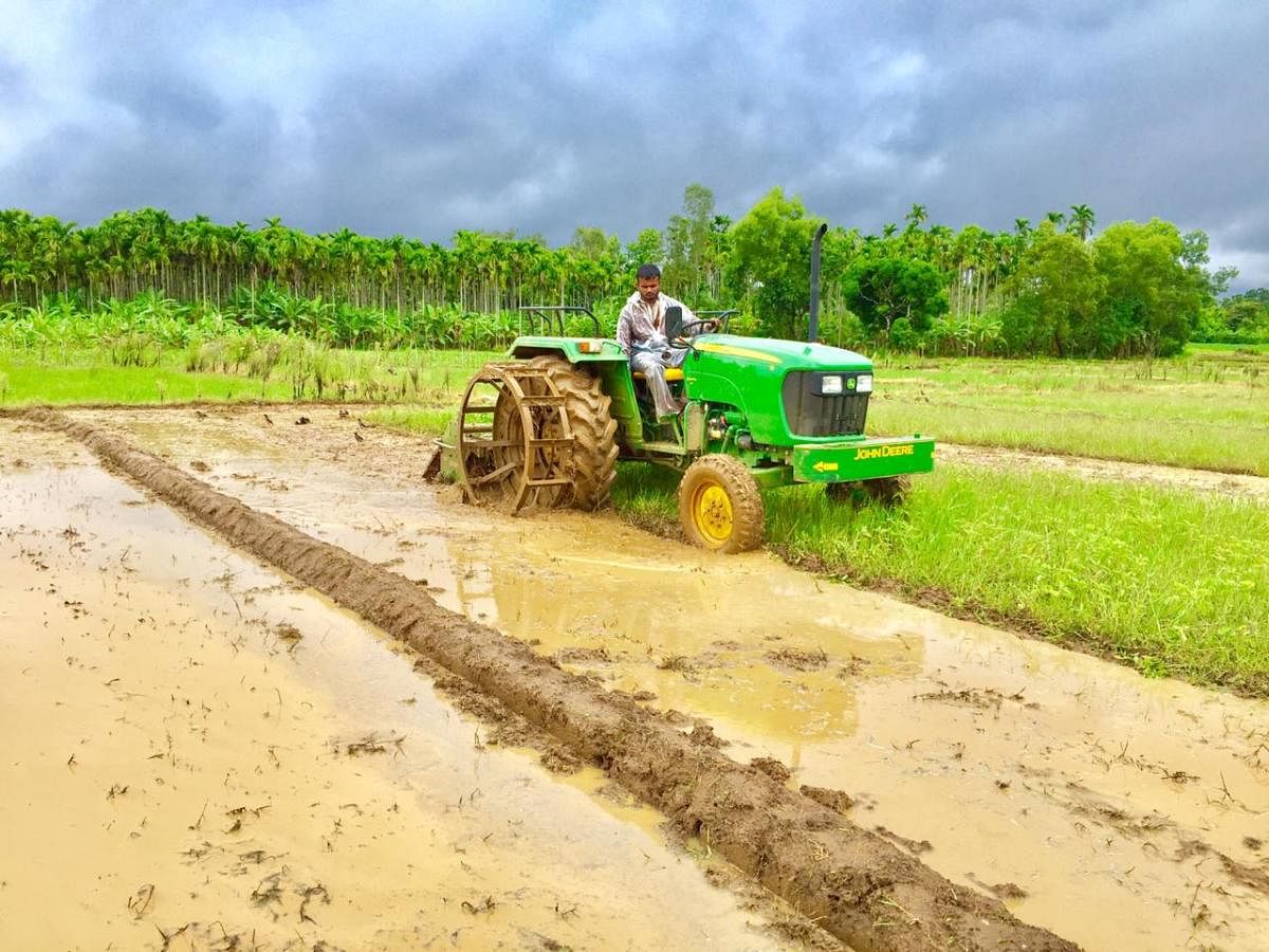 Paddy cultivation underway at a farm in Uttara Kannada district; a farmer uses a tractor to plough the fields in his village. Photos by Santosh Kalakardi