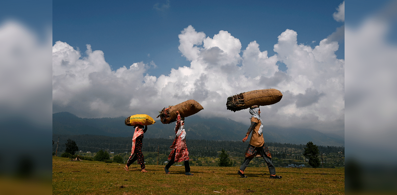 Bakarwal nomadic women carries firewood at Doodhpatri, in Budgam district of Jammu and Kashmir. Credit: AFP Photo