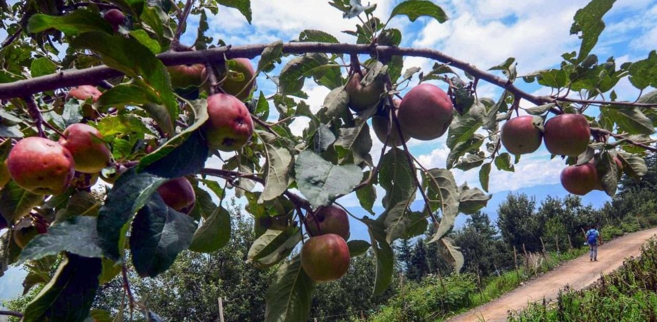 Ripe apples hang from a tree ready to be picked at an orchard, at Fagu village in Shimla. Credit: PTI