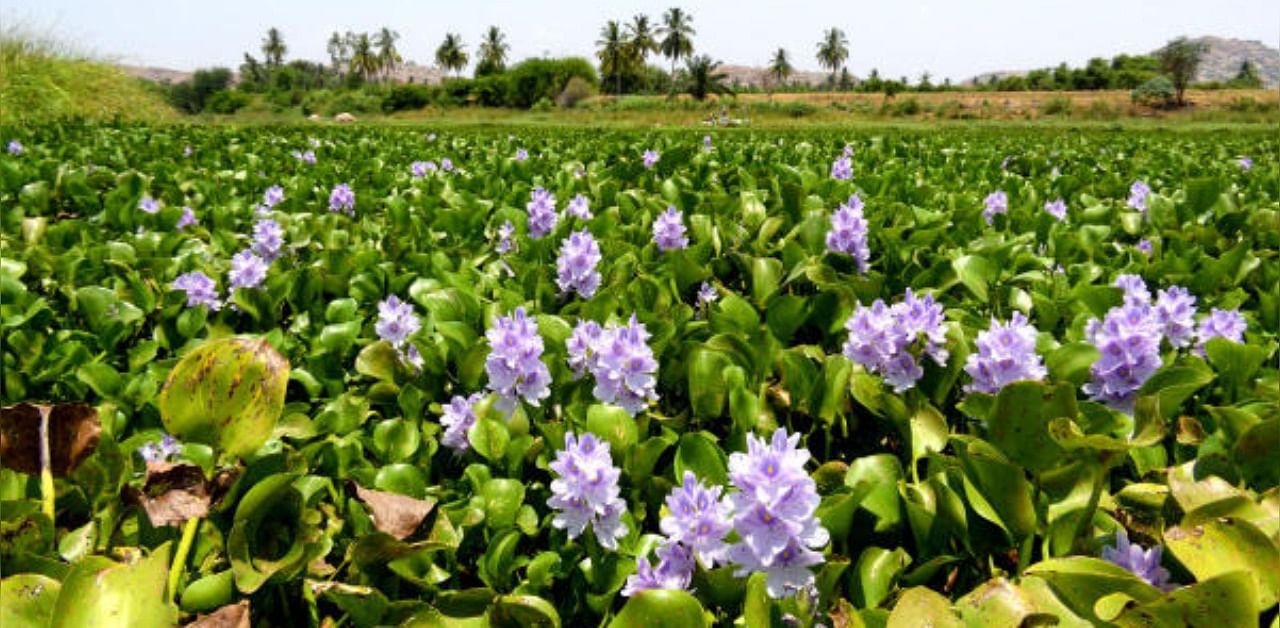 Hyacinth flowers. Representative Photo. Credit: DH