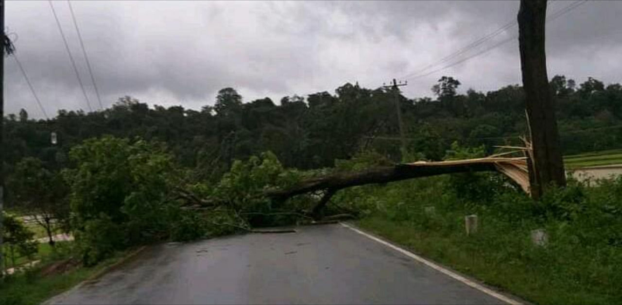A fallen tree at Mudigere -Sakleshpura road. DH Photo