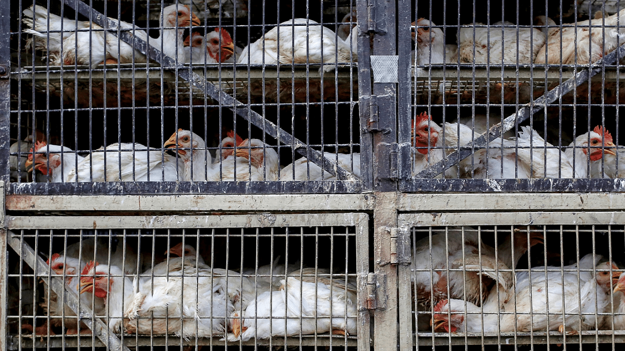 Chickens are seen in a truck at a poultry market in Mumbai. Credits: Reuters Photo