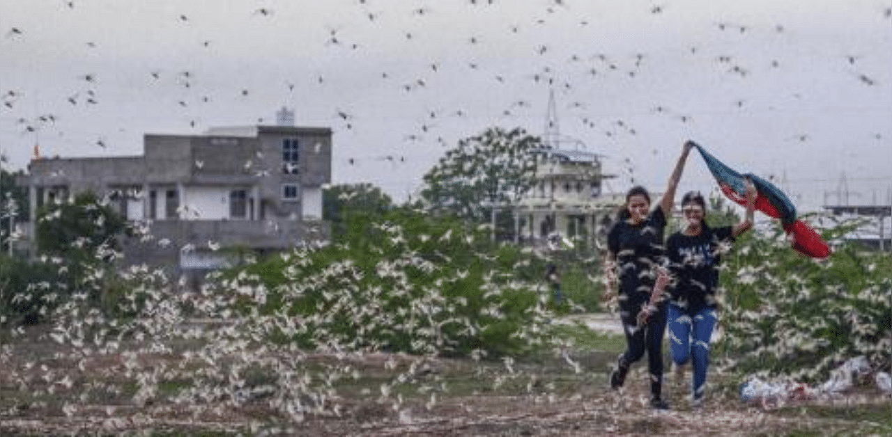 A swarm of locusts fly over a field, during the ongoing Covid-19 nationwide lockdown, in Beawar. Credit: PTI Photo