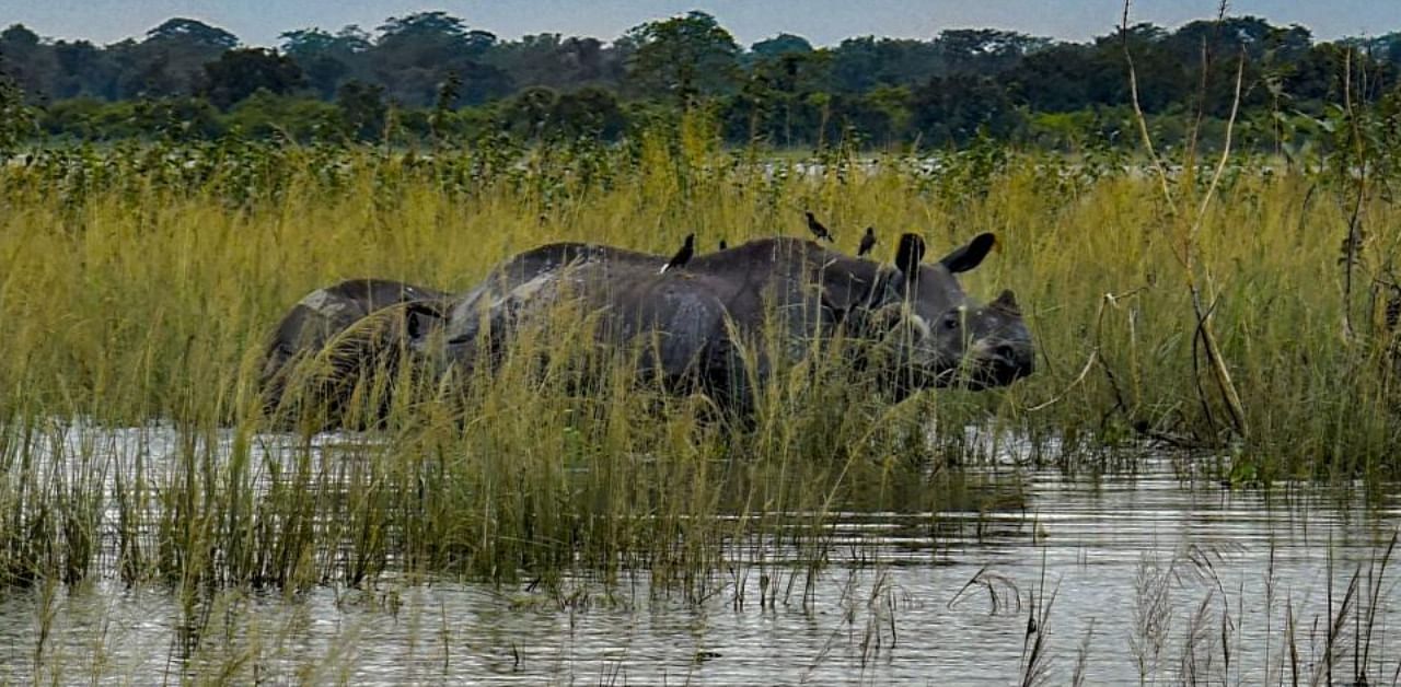 One-horned rhinos wade through a flood affected area of Kaziranga National Park, in Golaghat district. Credit: PTI