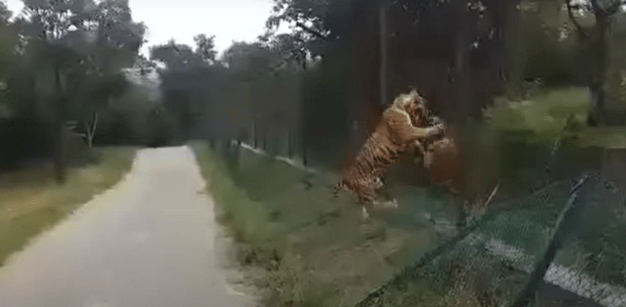 Tigers fighting at Bannerghatta Biological Park. Credit: YouTube Photo/aranya_kfd