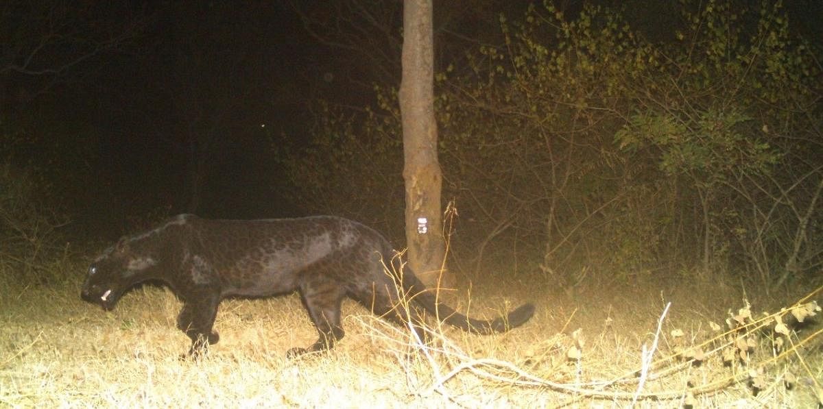 A black panther that was captured in the camera trap, at Byluru Wildlife range, BRT Tiger Reserve.