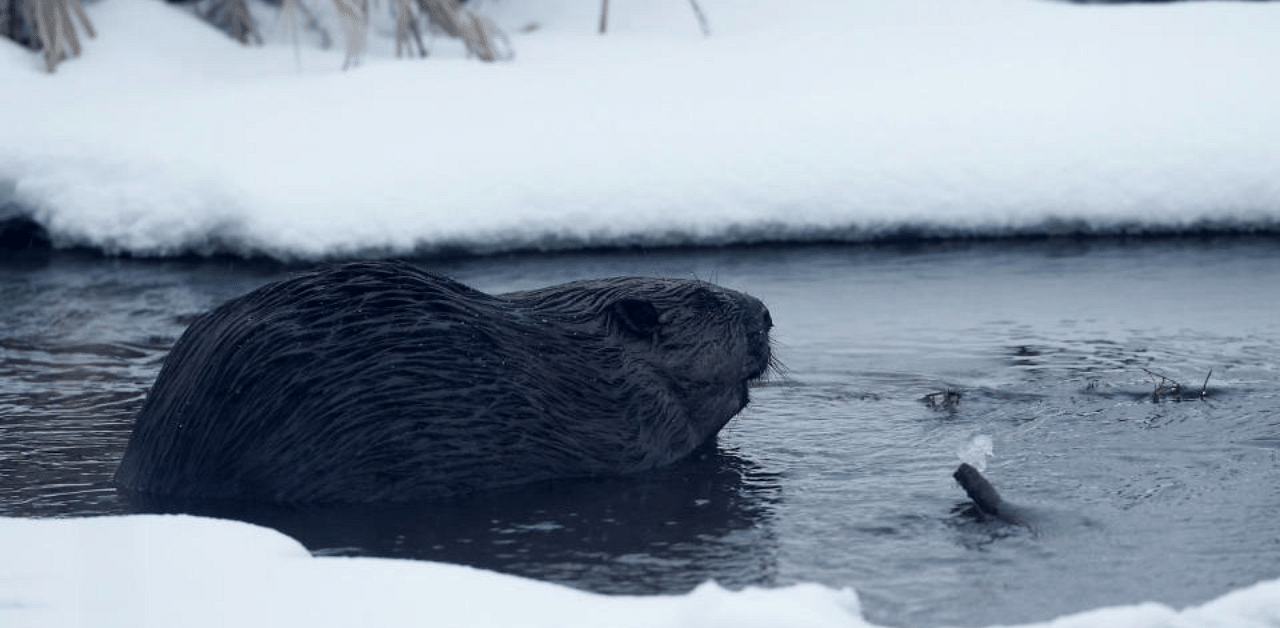 Beaver is seen in a channel. Credit: Reuters