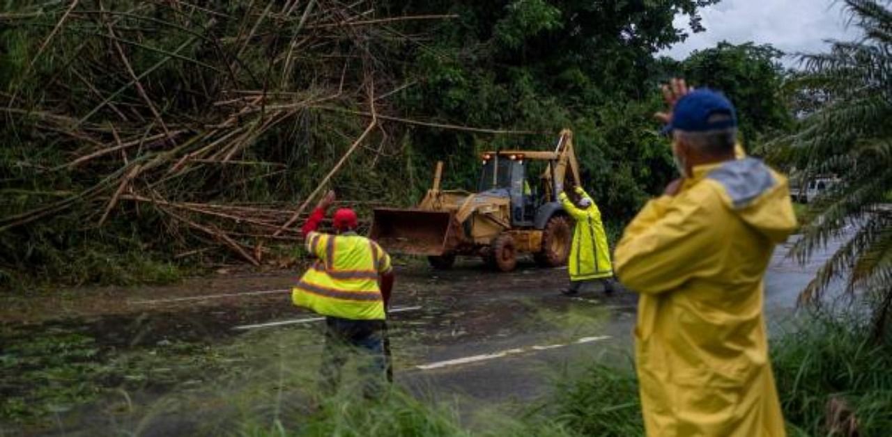 Workers guide a digger to remove a bamboo tree in Puerto Rico. Credit: AFP