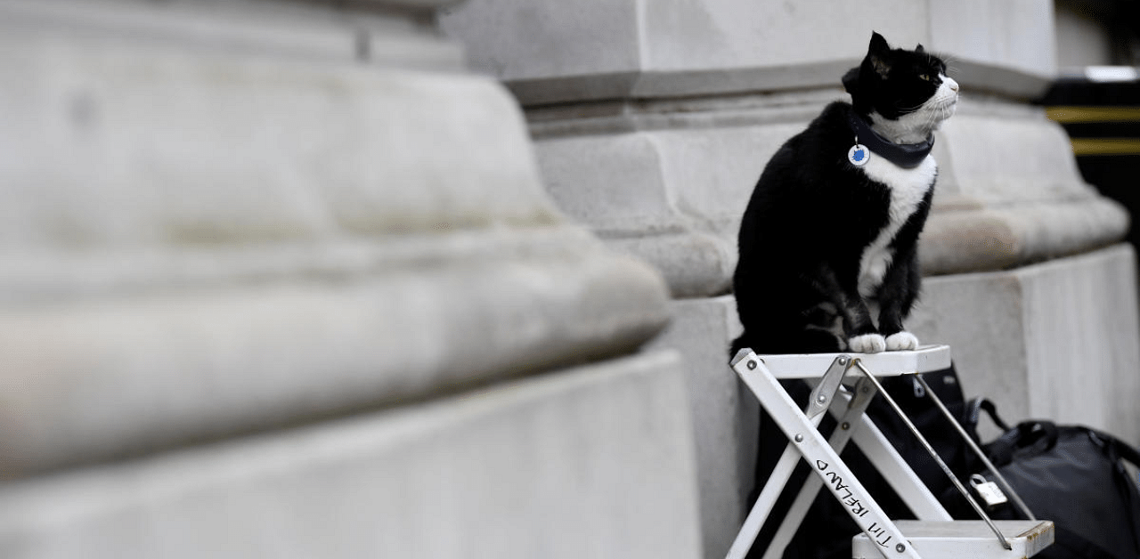 Palmerston, the Foreign Office cat, sits on a photographer's ladder outside Downing Street in London, Britain. Credit: Reuters File Photo