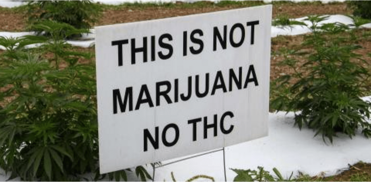 A sign stands in front of hemp plants growing on the farm of Susan Corbett to dissuade thieves from stealing the plants in Stanley, Virginia. Credit: AFP Photo