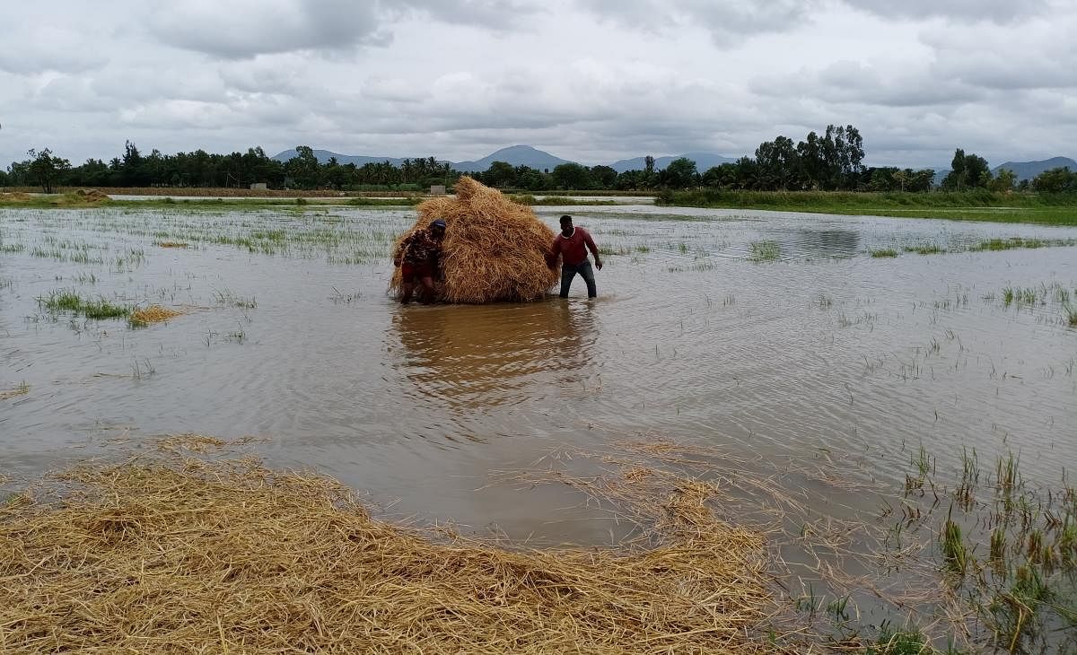 Vast tracts of agricultural land have been flooded due to heavy rain in several parts of the state over the last week. DH File Photo