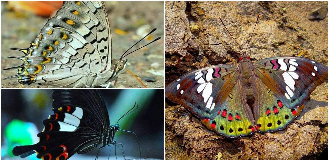 Credit: Photos from 'Finding the forgotten gems: Revisiting the butterflies of Matheran after 125 years'