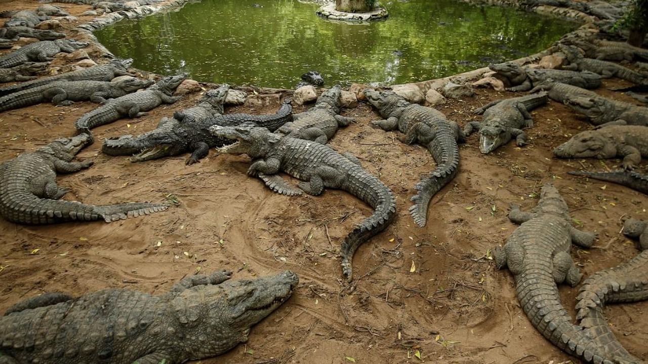 Crocodiles rest in their enclosure at the Madras Crocodile Bank, closed due to the outbreak of coronavirus disease, in Mahabalipuram. Credit: Reuters