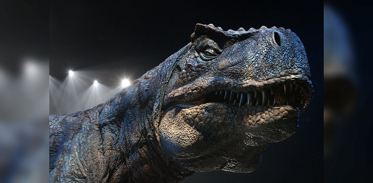 An adult Tyrannosaurs Rex robotic dinosaur. Credit: Getty Images