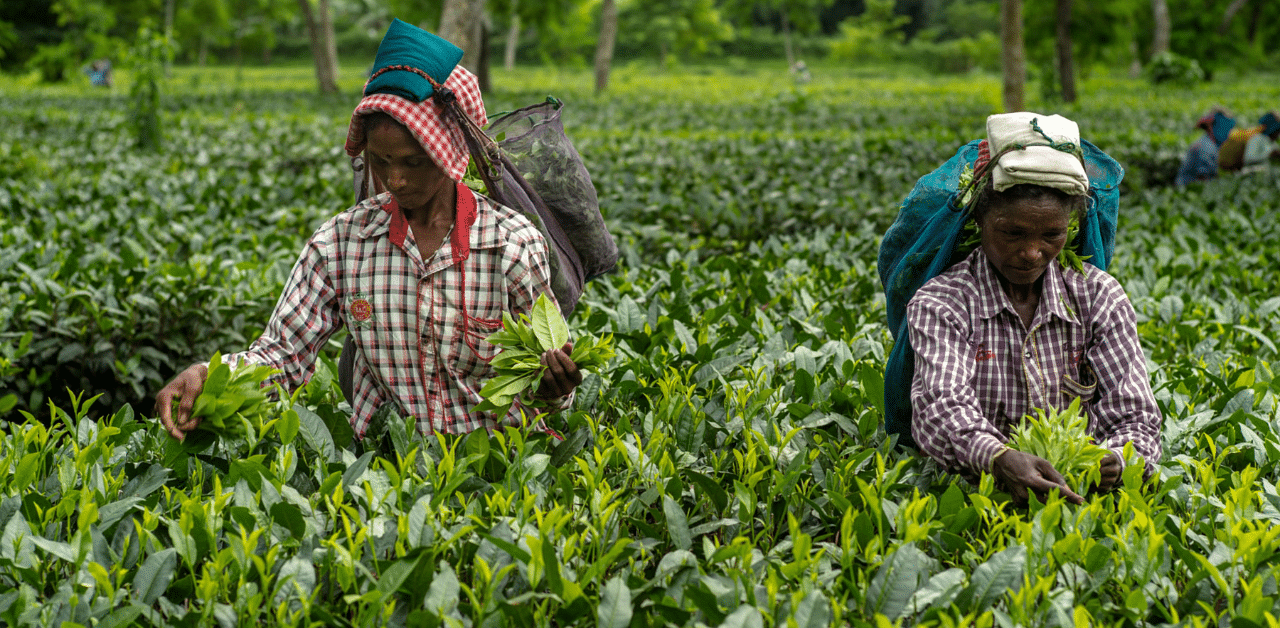 India’s long-established tea industry is struggling.
