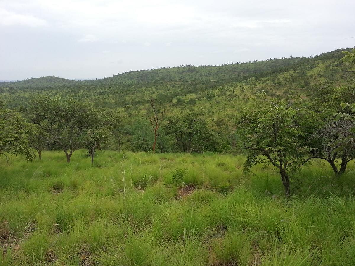 Woodland savannah, a threatened habitat, has sparse, stunted tree growth with grass in between. Sanjay Gubbi