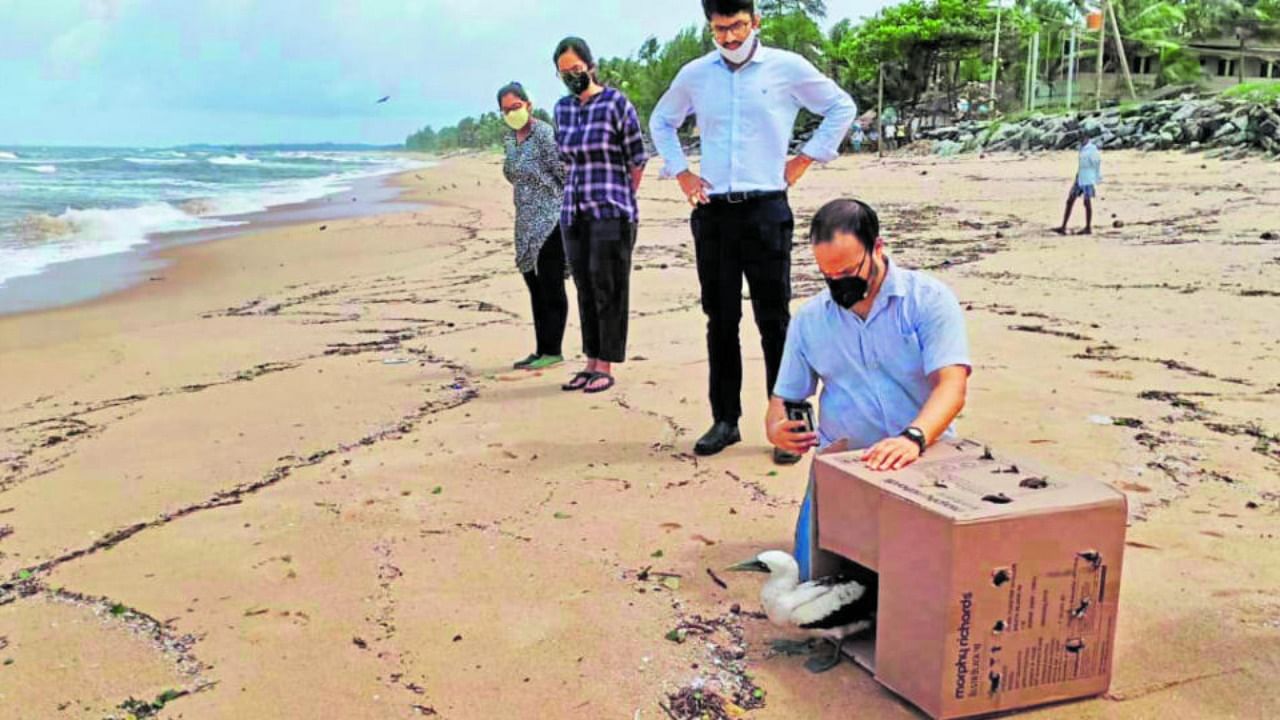 Volunteers of Reef Watch Marine Conservation Centre, Kundapur, trying to release a masked booby at the seashore on Friday.