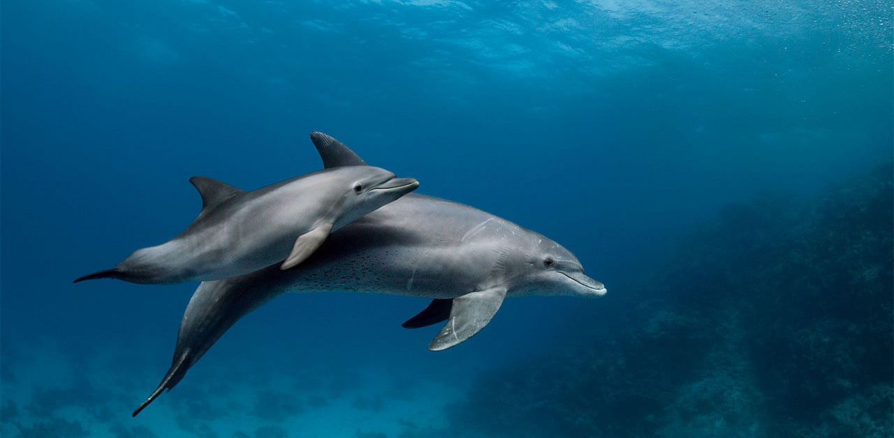 “The ministry will be launching a holistic Project Dolphin in another 15 days for the conservation and protection of the Dolphins in the rivers and in oceans of the country,” Union Environment Minister Prakash Javadekar said. Credit: DH File Image