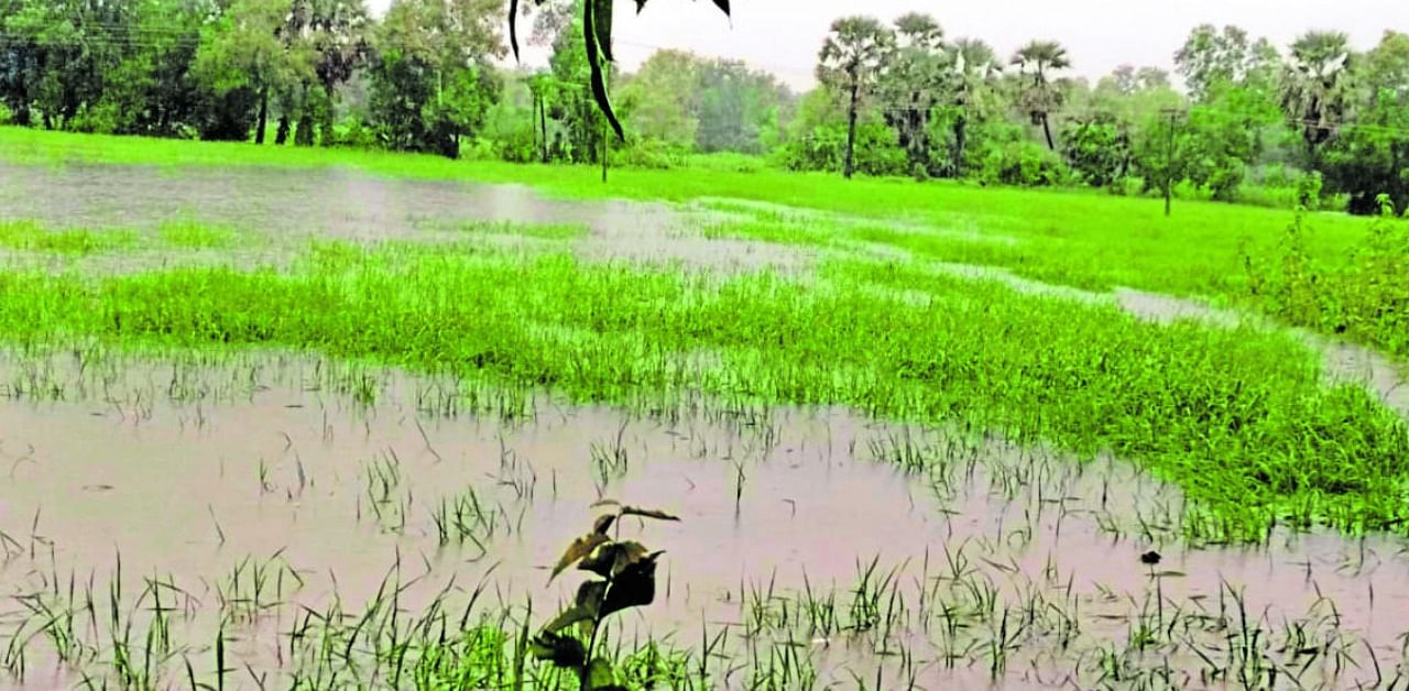 Fields inundated by artificial flood at Kota Giliyaar in Udupi.