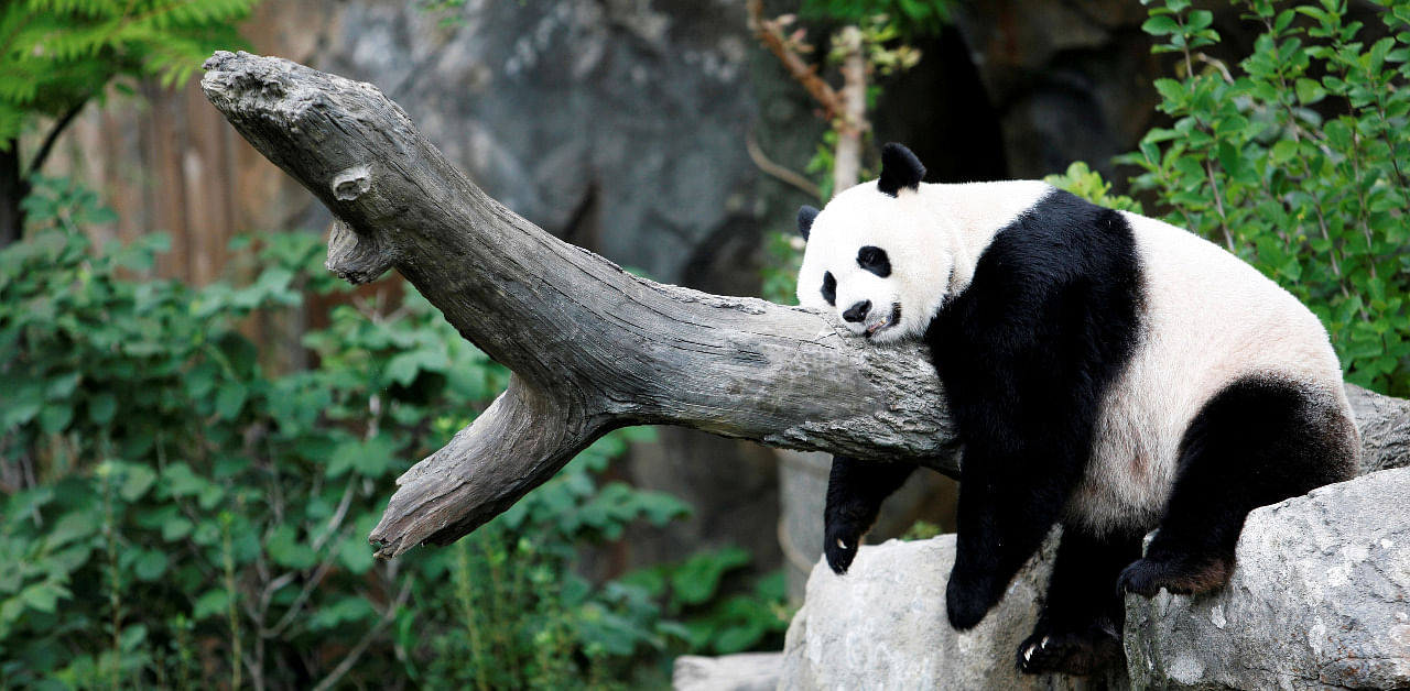 Giant panda Mei Xiang enjoys her afternoon nap at the National Zoo in Washington. Credit: Reuters