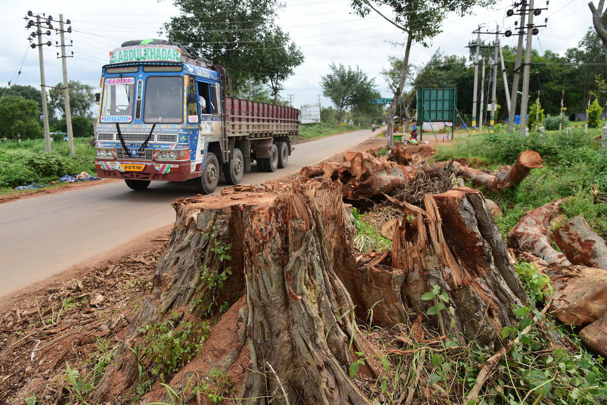 Seven trees marked for translocation were cut down on the stretch near Budigere Cross, towards the Kempegowda International Airport (KIA) road. DH FILE PHOTO