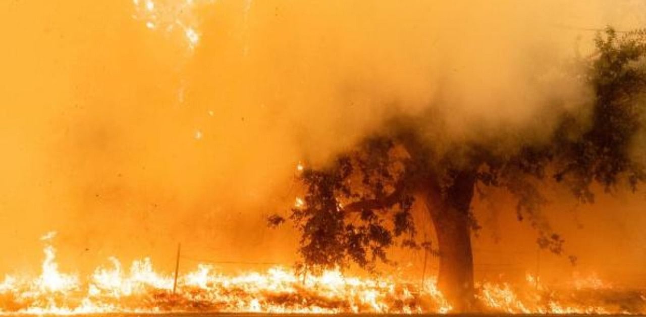 Flames and smoke overtake a tree as the LNU Lightning Complex fire continues to spread in Fairfield, California. Credit: AFP